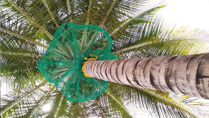 Coconut Tree Safety Nets